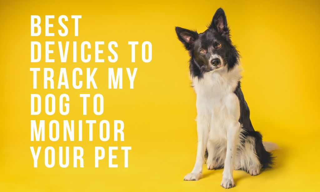 Best Devices To Track My Dog To Monitor your Pet
